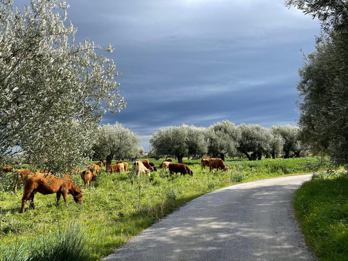 Il Vecchio Frantoio Villa Augusta Kültér fotó